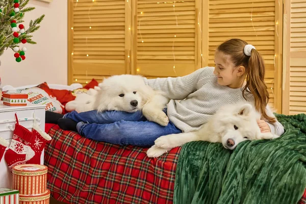 Usmívající Hravá Roztomilá Holčička Velkými Bílými Chlupatými Samoyed Psy Doma — Stock fotografie