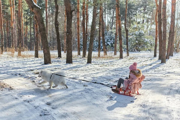 冬の森で幸せな子供とそりを引く白いサモイド犬 — ストック写真