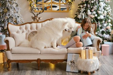 İki Samoyed köpeğiyle kanepede oturan küçük tatlı kız güzel bir iç mekanda noel ağacının yanında hediye kutuları açıyor.