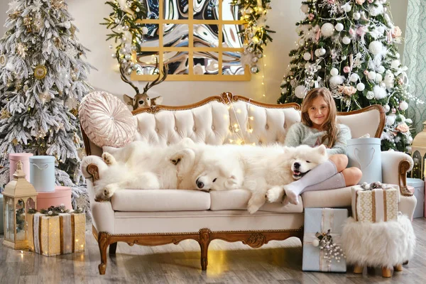 Liten Söt Flicka Sitter Soffan Med Två Samoyed Hundar Nära — Stockfoto