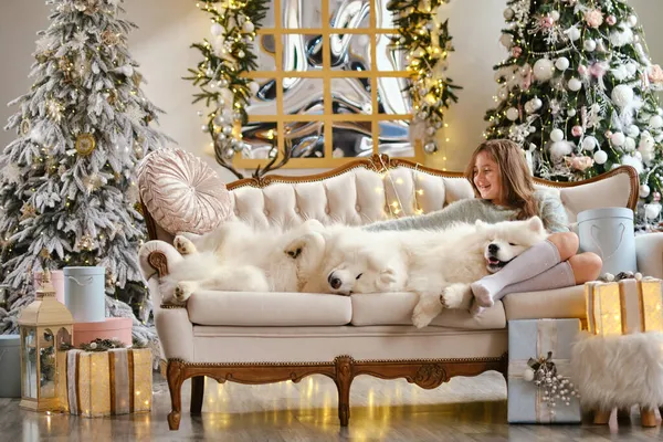 Pieni Söpö Tyttö Istuu Sohvalla Kaksi Samoyed Koiria Lähellä Joulukuusi — kuvapankkivalokuva