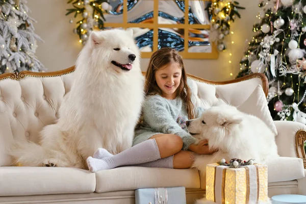 Malá Roztomilá Dívka Sedí Pohovce Dvěma Samoyed Psy Blízkosti Vánoční — Stock fotografie