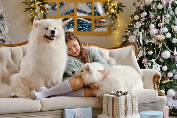 可愛いです女の子座っています上のソファとともに二つのSamoyed犬近くクリスマスツリーで美しいですインテリア — ストック写真