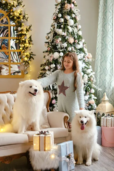 Niña Linda Sentada Sofá Con Dos Perros Samoyedo Cerca Del — Foto de Stock