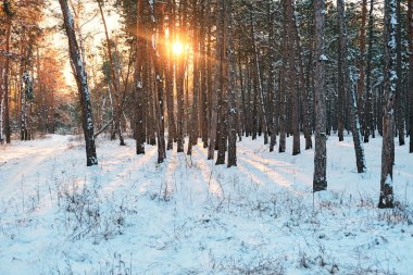 Ağaçların arasında günbatımı kış döneminde gerginleşir. Kış ormanında gün batımı