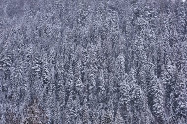 Çam ağacının manzaralı görüntüsü. Soğuk bir gün, sakin bir kış sahnesi. Karpatlar 'ın yeri, Ukrayna Avrupa. Kayak merkezi. Toprağın güzelliği. Turizm konsepti. Mutlu yıllar.