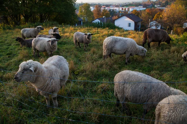 Close Sheep Grazing Hillside Bern Switzerland — Stock Photo, Image