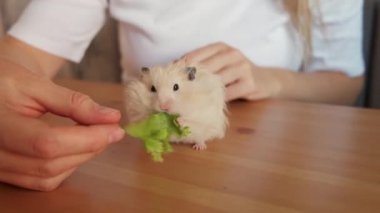 Kadın sahibi, mutfaktaki küçük tüylü hamsterı taze lahanayla besliyor.