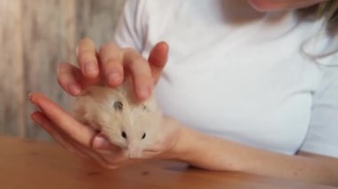 Kadın sahibi, mutfaktaki küçük tüylü hamsterı taze lahanayla besliyor.