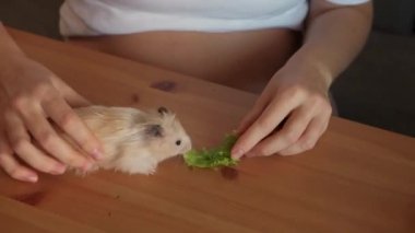 Kadın sahibi, mutfaktaki küçük tüylü hamsterı taze lahanayla besliyor.