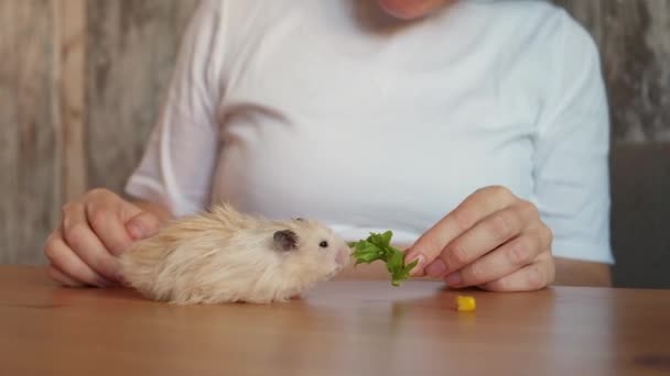 Vrouw Eigenaar Voedt Een Pluizige Kleine Hamster Keuken Tafel Met — Stockvideo