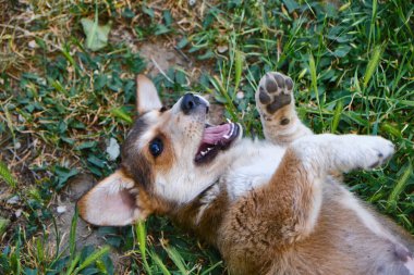 Çimenlerde poz veren şirin teriyer köpeği.