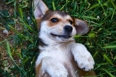 Çimenlerde poz veren şirin teriyer köpeği.