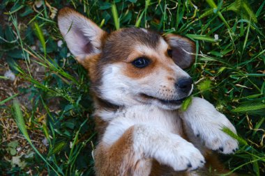 Çimenlerde poz veren şirin teriyer köpeği.