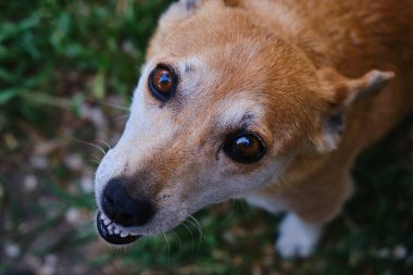 çaresiz kameraya bakarak üzgün köpek