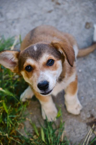 Lindo terrier cachorro posando en la hierba —  Fotos de Stock