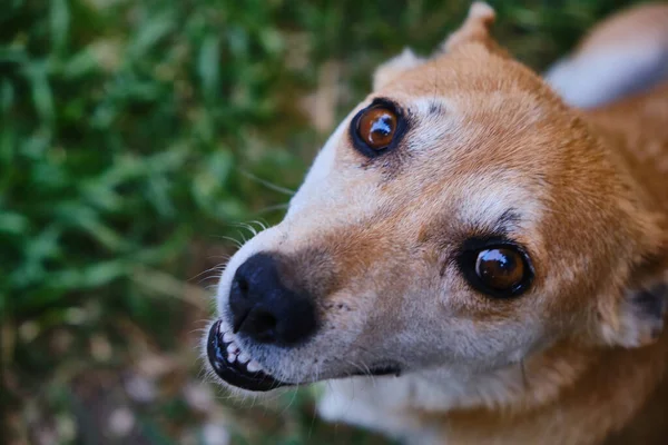 sad dog looking helpless to the camera