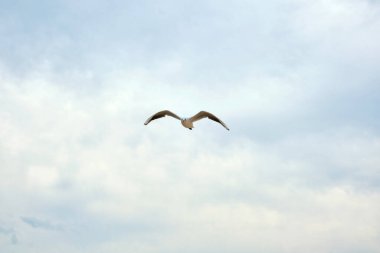 Renkli mavi gökyüzünde uçan martılar, turkuaz renkli deniz ve kabarık bulutlar. Güzel okyanus manzarası, bulutlu hava