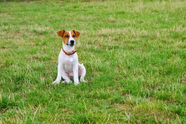 Güzel yeşil bir çayırda oturan küçük köpek yavrusu Jack Russel Terrier oturuyor. Şirin köpek ve iyi bir arkadaş. Reklam ve tasarım için kopyalama alanı.