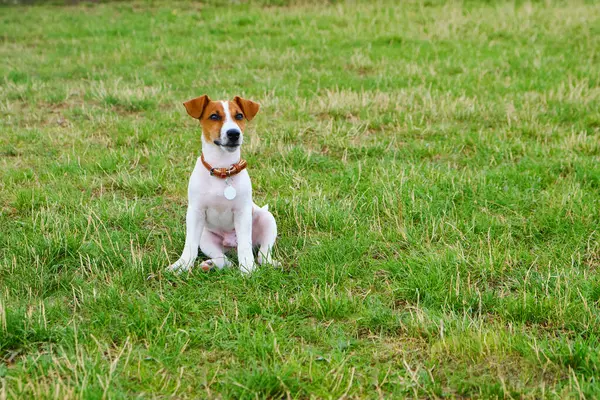 Güzel yeşil bir çayırda oturan küçük köpek yavrusu Jack Russel Terrier oturuyor. Şirin köpek ve iyi bir arkadaş. Reklam ve tasarım için kopyalama alanı.