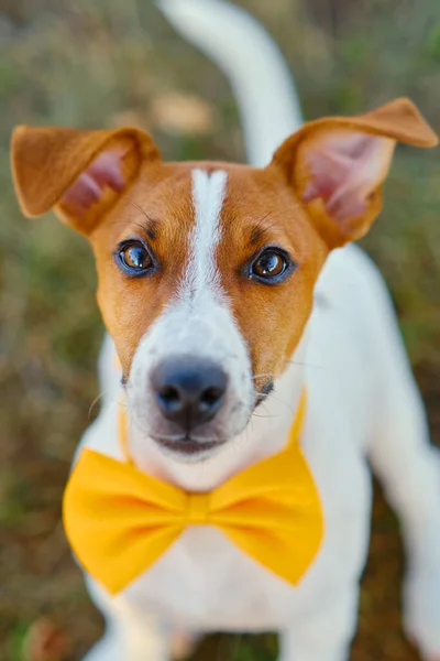 Close Portrait Cute Little Puppy Jack Russell Terrier Dog Yellow — Stock Photo, Image