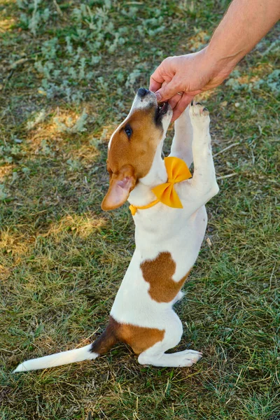 Plné Porostu Roztomilé Štěně Jack Russell Teriér Žlutým Motýlkem Zelené — Stock fotografie