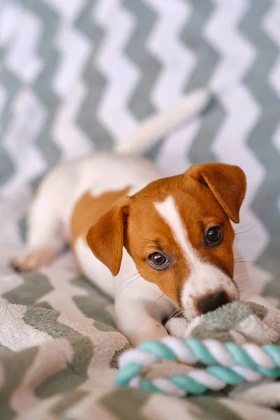 Cachorros Bonitos Jack Russell Terrier Seis Semanas Filhote Cachorro Brincando — Fotografia de Stock