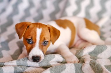 Şirin küçük Jack Russell Terrier yavruları. Yavru köpek evde oyuncaklarla oynuyor.