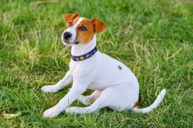 Güzel yeşil bir çayırda, gülümseyen küçük bir Jack Russell Terrier köpeği oturuyor. Şirin köpek ve iyi bir arkadaş..