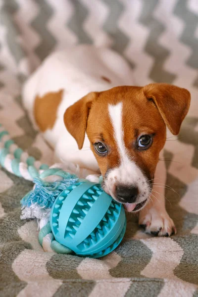 Bonito Filhote Cachorro Jack Russell Terrier Com Bola Teether Seis — Fotografia de Stock