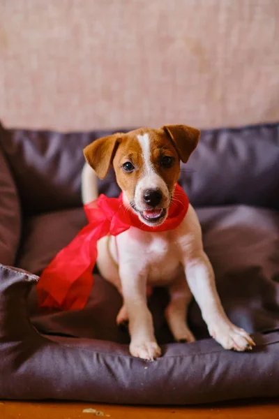 Seis Semanas Jack Russell Terrier Filhote Cachorro Com Arco Vermelho — Fotografia de Stock