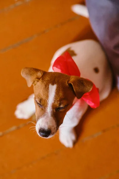 Seis Semanas Jack Russell Terrier Filhote Cachorro Com Arco Vermelho — Fotografia de Stock