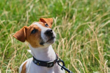 Jack Russell Terrier köpeğini sakinleştir. Parkta yeşil bir çimenlikte tasması ve tasması var. Güzel bir yaz akşamında oynadıktan sonra sevimli köpek çimlerin üzerinde dinleniyor. Boşluğu kopyala, arkaplan