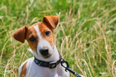 Jack Russell Terrier köpeğini sakinleştir. Parkta yeşil bir çimenlikte tasması ve tasması var. Güzel bir yaz akşamında oynadıktan sonra sevimli köpek çimlerin üzerinde dinleniyor. Boşluğu kopyala, arkaplan