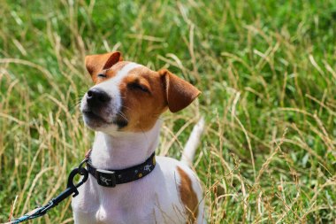 Jack Russell Terrier köpeğini sakinleştir. Parkta yeşil bir çimenlikte tasması ve tasması var. Güzel bir yaz akşamında oynadıktan sonra sevimli köpek çimlerin üzerinde dinleniyor. Boşluğu kopyala, arkaplan