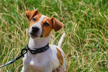 Jack Russell Terrier köpeğini sakinleştir. Parkta yeşil bir çimenlikte tasması ve tasması var. Güzel bir yaz akşamında oynadıktan sonra sevimli köpek çimlerin üzerinde dinleniyor. Boşluğu kopyala, arkaplan