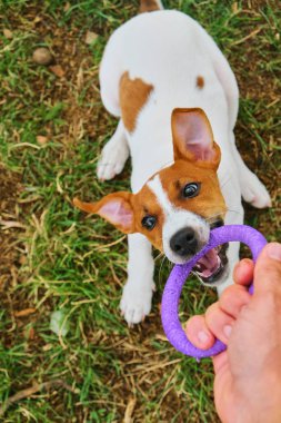 Hayvan aktivitesi. Jack Russell Terrier 'in ağzında mor bir yüzük oyuncağı tutarken komik bir portresi var..