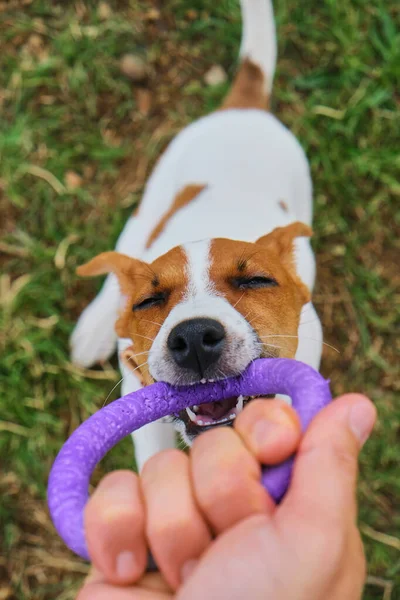 Pet activity. Funny Jack Russell terrier dog plays with toy. Little puppy with puller toy in teeth. Cute small domestic dog. Playful cute little doggy biting violet plastic circle