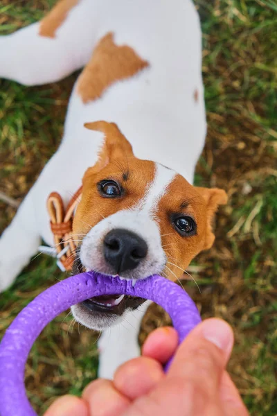 Actividade Animal Engraçado Cachorro Cão Jack Russell Terrier Segurando Roxo — Fotografia de Stock