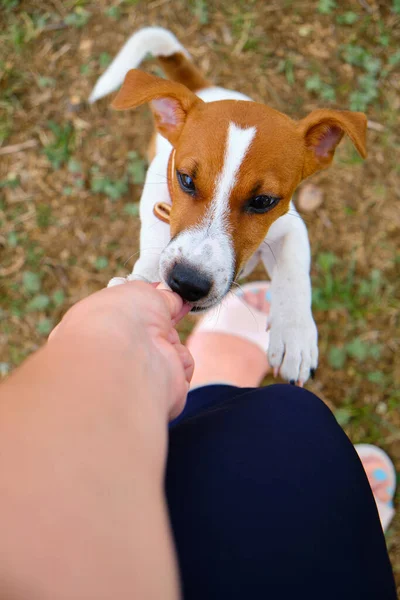 Pequeno Cão Bonito Pedindo Comida Guloseimas Duas Pernas Pequeno Jack — Fotografia de Stock