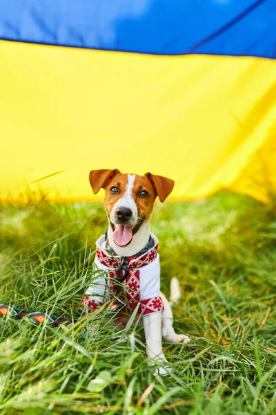 Bonito Cachorrinho Sorridente Jack Russell Terrier Patriota Ucrânia Vestido Com — Fotografia de Stock
