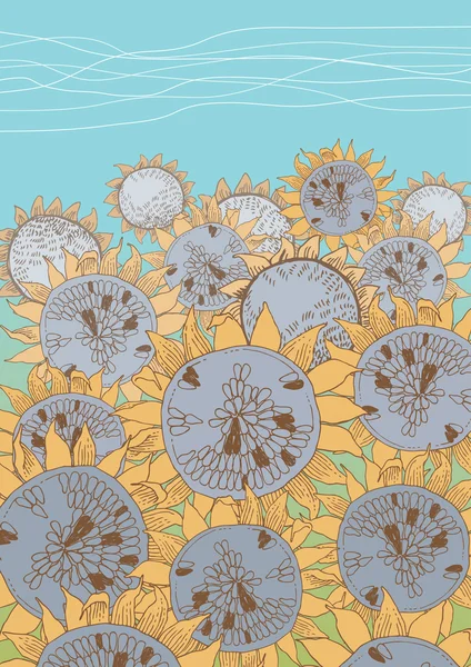 Field of Sunflowers — Stock Vector