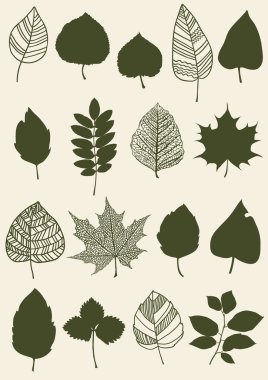 sulak farklı yaprak