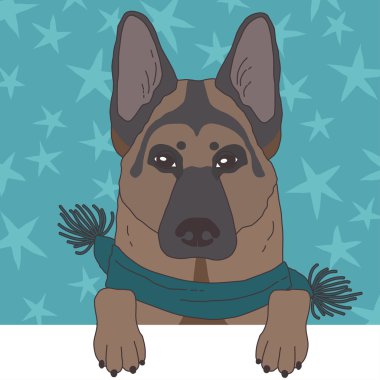 Fularlı çoban köpeği