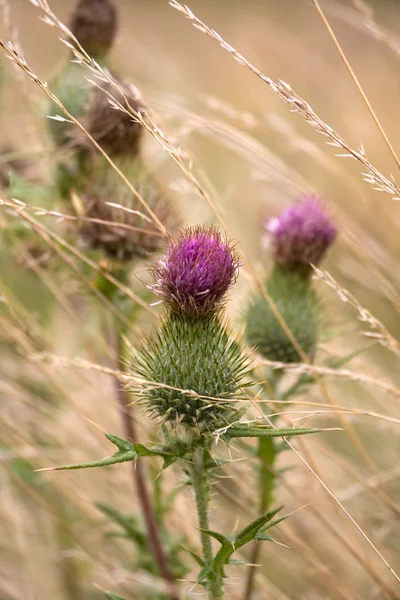 Burdock in Faded Grass — Stock Photo, Image