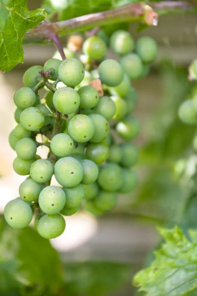 Cluster van groene druiven — Stockfoto