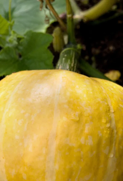 One Yellow Pumpkin — Stock Photo, Image