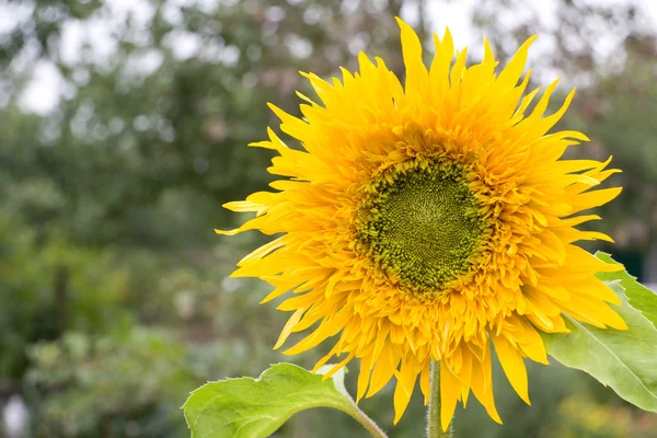 Girasol amarillo único — Foto de Stock