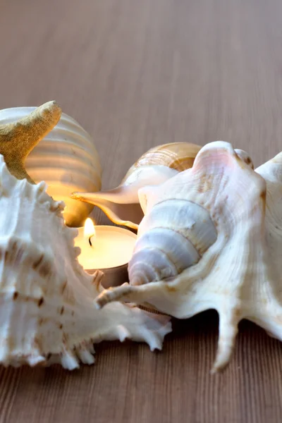 Vela ardiente y conchas marinas —  Fotos de Stock
