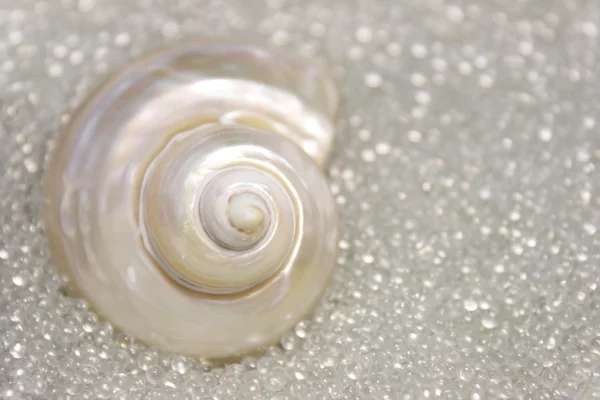 Seashell in Glass Balls — Stock Photo, Image